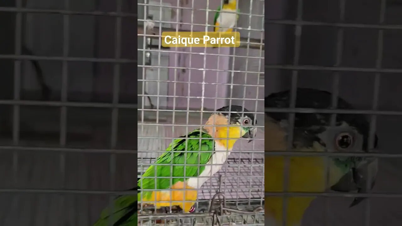 Caique parrot 🦜🦜 l #shorts l #caiqueparrots l @BikisAviary