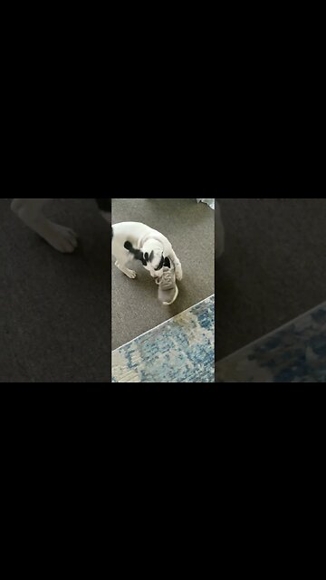 New puppy vs Wife's shoe