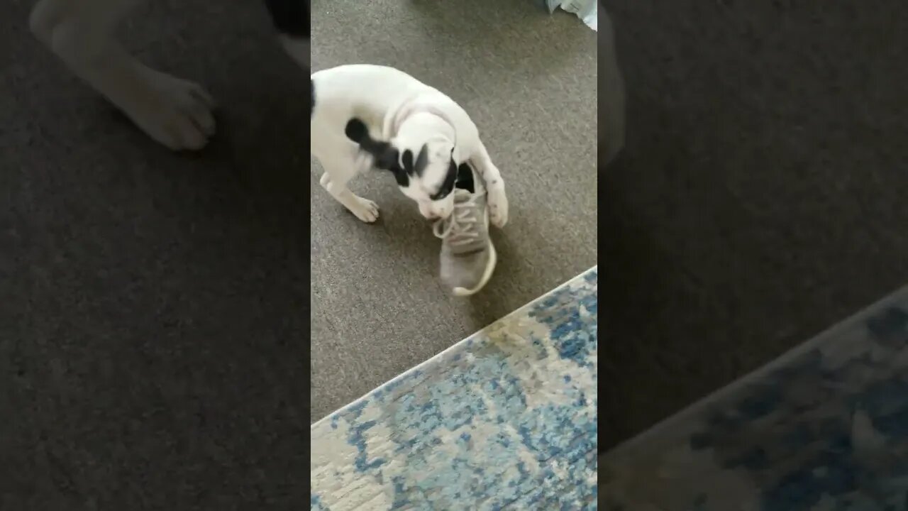 New puppy vs Wife's shoe