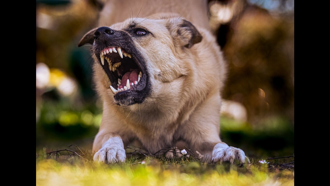 How To Make Dog Become Fully Aggressive