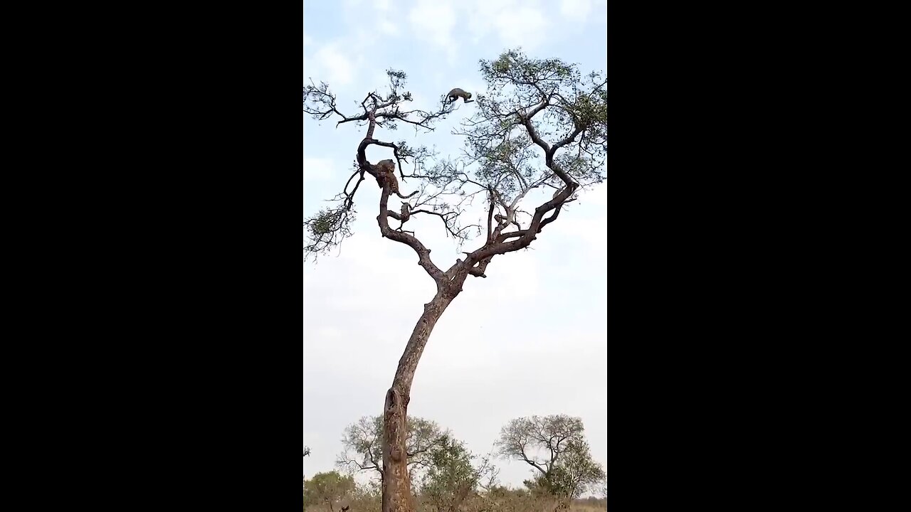 Leopard Hunts Monkey in a High-Stakes Treetop Chase!