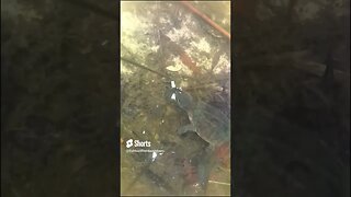 Bait Thief: A Turtle steals my Fishing Bait