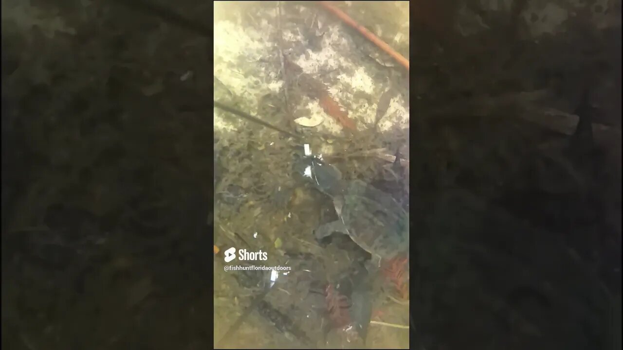 Bait Thief: A Turtle steals my Fishing Bait