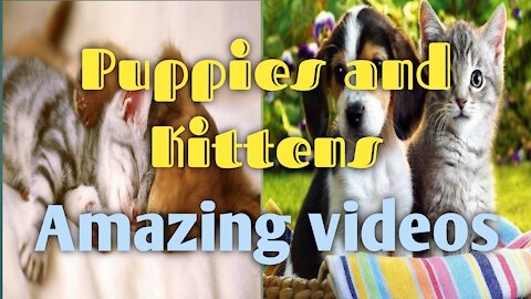 PUPPIES AND KITTENS AMAZING VEDOES
