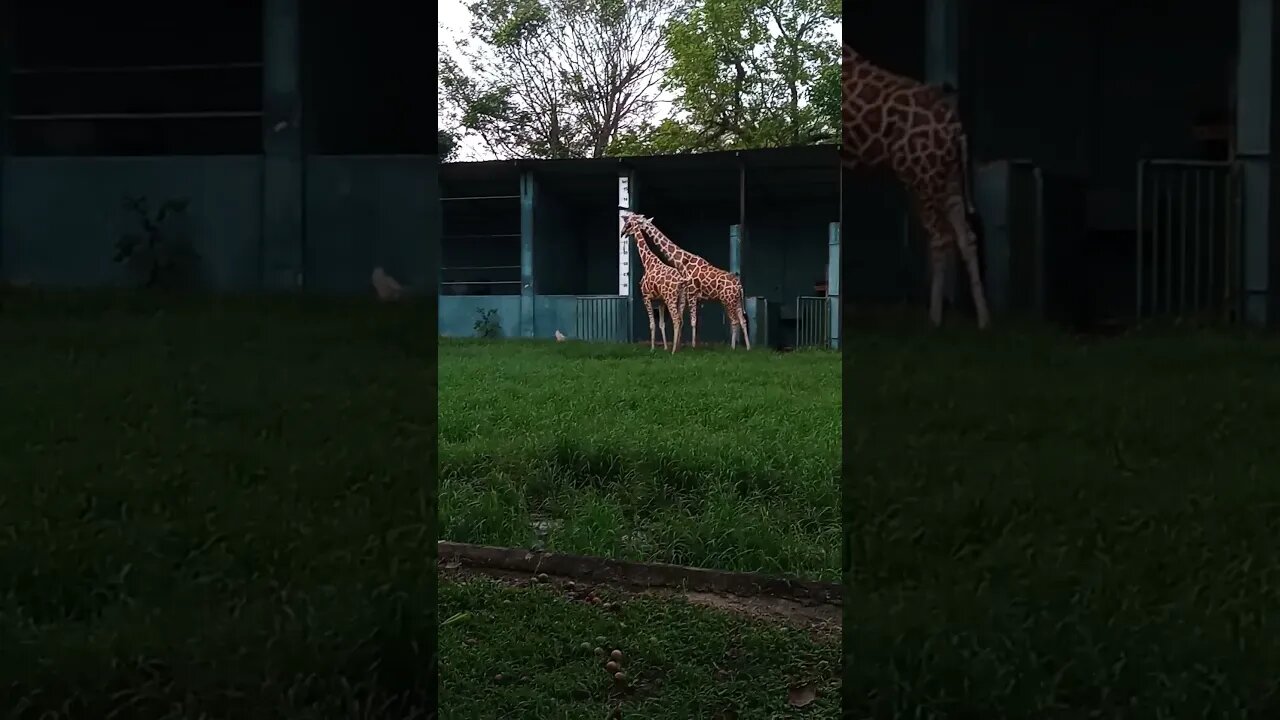 Giraffes hanging out😃