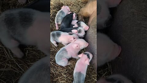 Piglets Having their First Breakfast @UncleTimsFarm #kärnəvór #carnivore #shorts #hereford #pigtalk