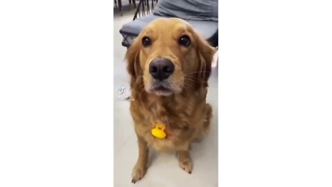 Funny pets rindo pra cachorro