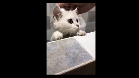 Cute Cat | Cute and Funny Cat Videos to Keep You Smiling! 🐱