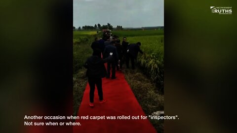 CCP Experts On Red Carpet When Inspecting “High Yield” Corn 中共專家踩紅地毯考察“高產玉米”