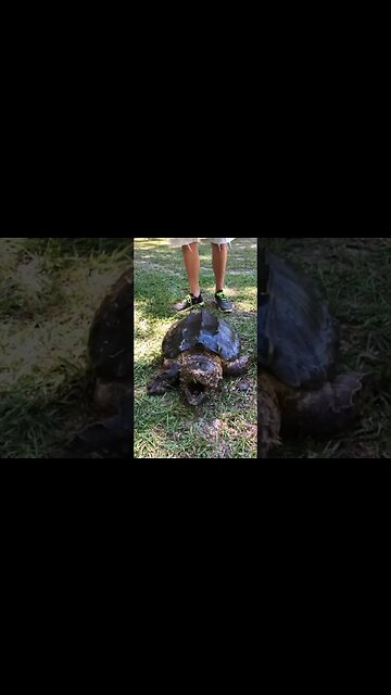 Man Lost an Arm to a Snapping Turtle 🐢 #fyp #pets