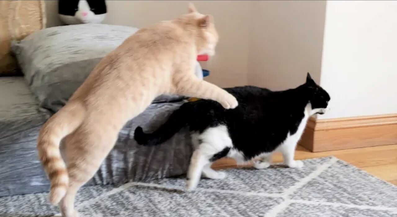 Cat Fight