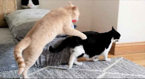 Cat Fight