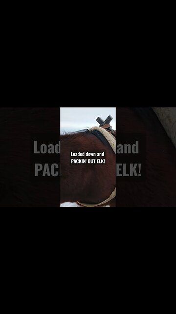 Loaded down and packin' out elk! #elk #success #shorts #elkhunting #packout #huntingwithhorses