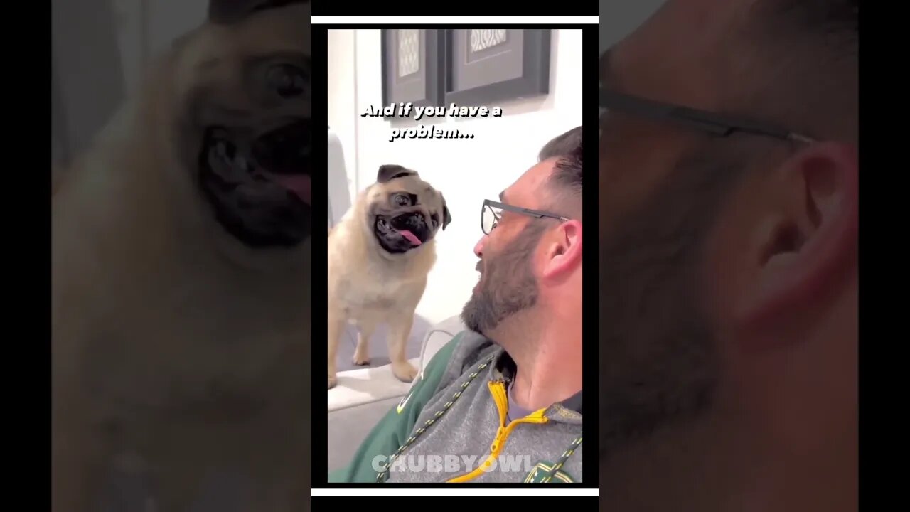 😂 You Laugh You Restart II Newest Funny Animal Shorts of 2023 7 #shorts #funny #cat #dog #pets