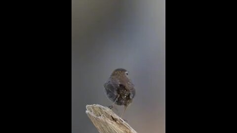 BIRD singing