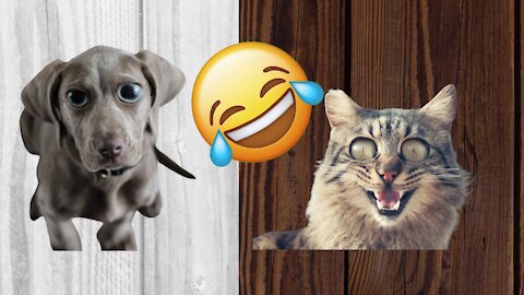 🔥🤣 Funny Dogs Cats and Animals- Best Pets🤣NEW🤣#02 🔥 TRY NOT TO LAUGH🔥🤣