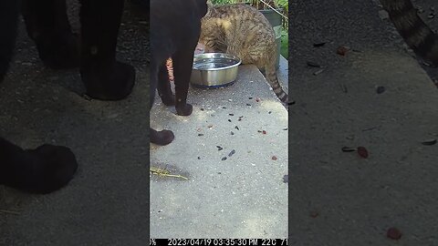 Mobby Cat Coos At Ruby! 😻