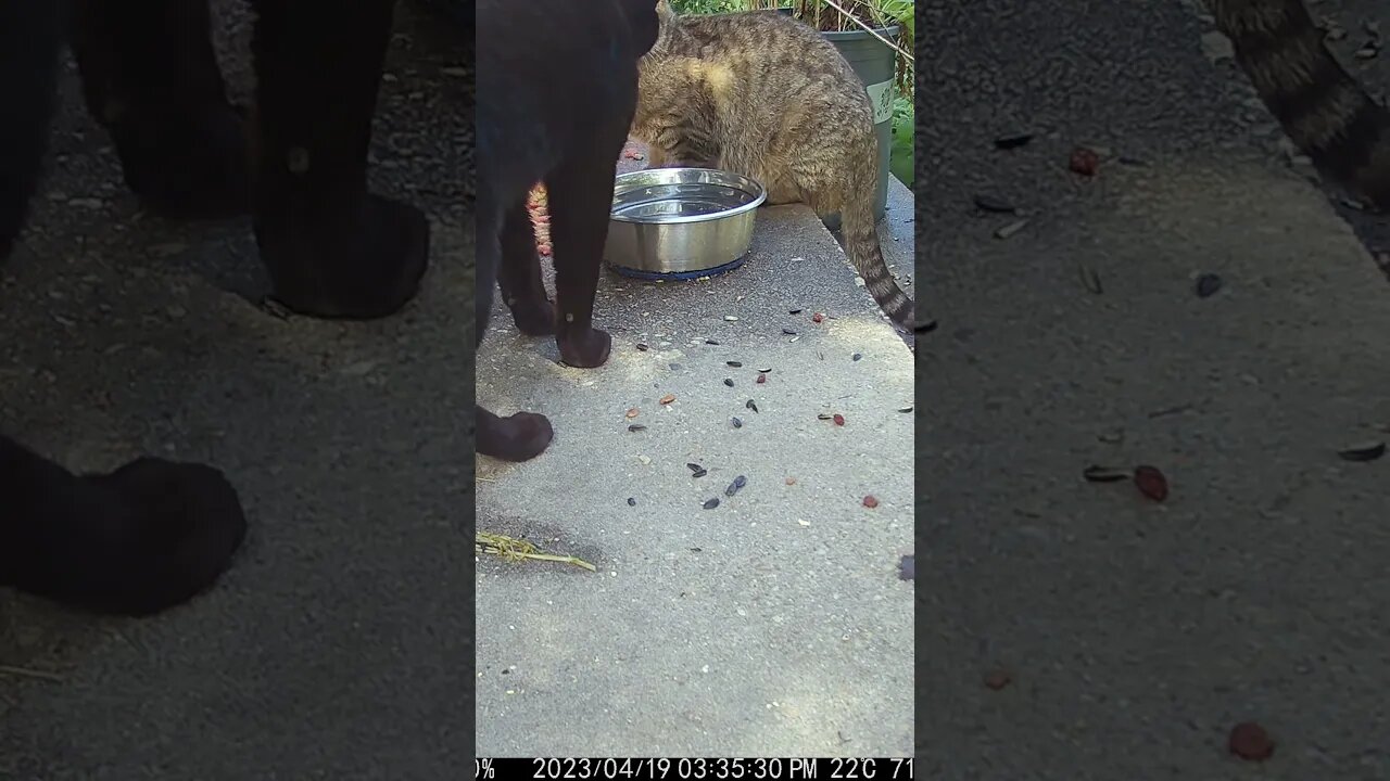 Mobby Cat Coos At Ruby! 😻