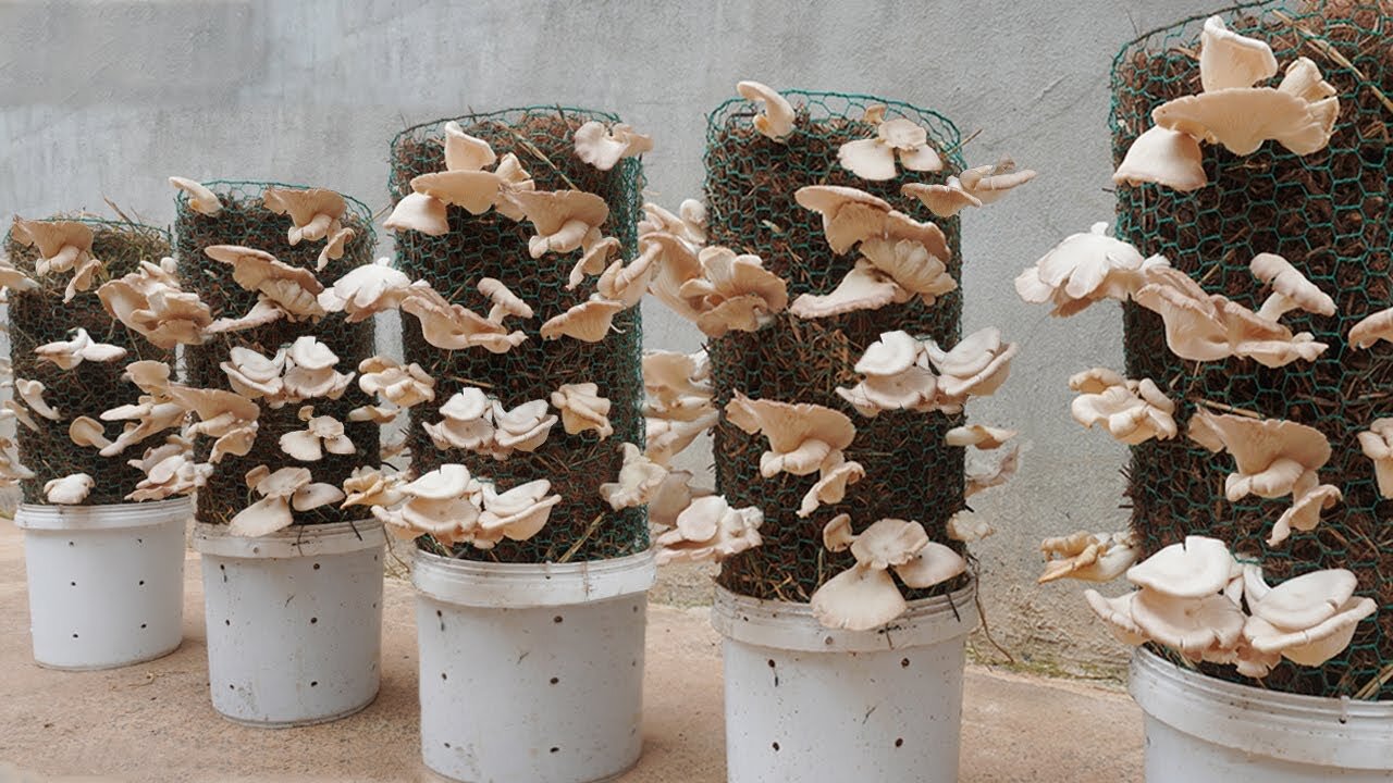 Awesome idea! How to grow mushrooms at home in bulk, anyone can do it