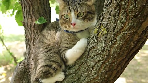 Evil Birds Tease the Poor Cat in the Tree