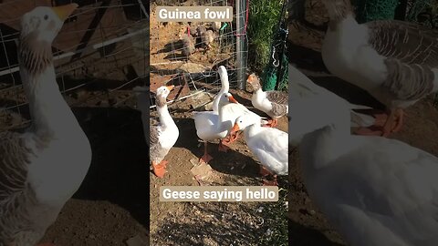 Geese saying hello