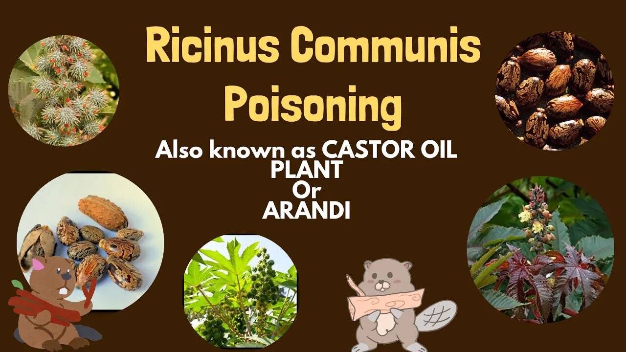 Castor oil (Ricinus Communis) Poisoning| umbrella Murder| Drugs of Plant Origin | Novice Medic