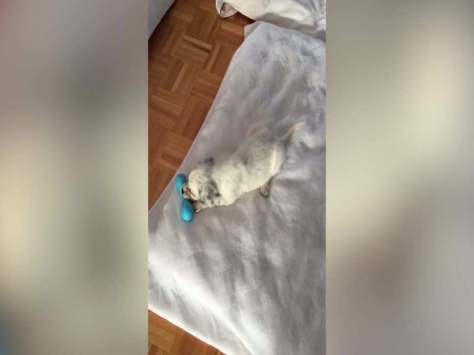 This Puppy Playing with his Toy is the Best thing You'll See Today