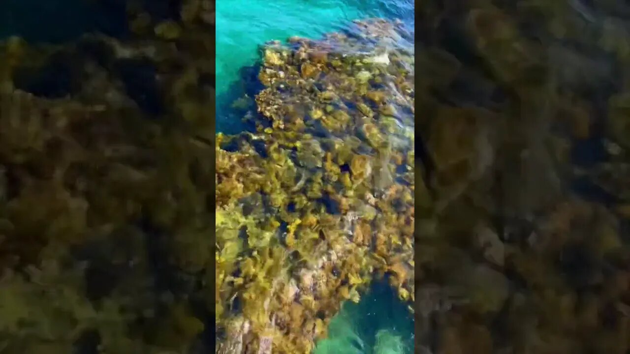 Amazing Coral Reefs in the Red Sea | 🎧Zero Point by Pamela Storch