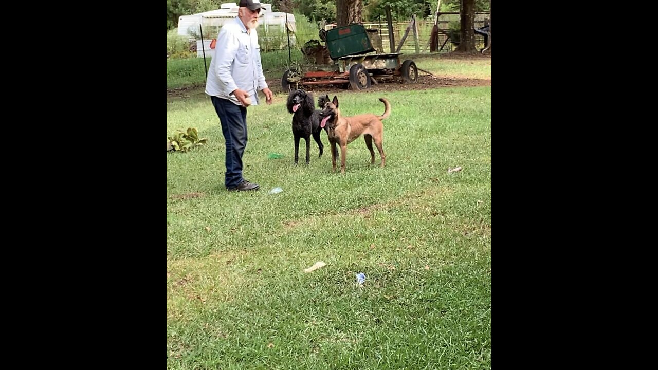 Rescued Malinois finally learns to release ball for more games