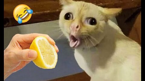 Funny kids animal english