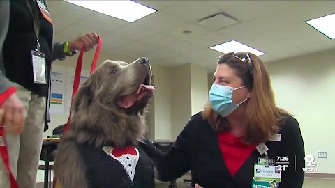 St. Elizabeth's Frontline workers get some occupational therapy in the form of four-legged friends