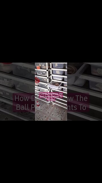 #How Do You #Know The #Ball #Python #Wants To #Attack