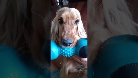 #dogshow, #amimals, #dogs, #shorts