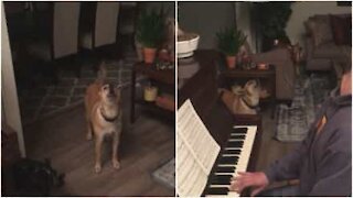 Cagnolina accompagna il padrone al piano