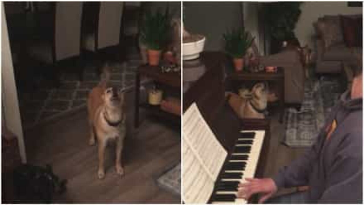 Cagnolina accompagna il padrone al piano