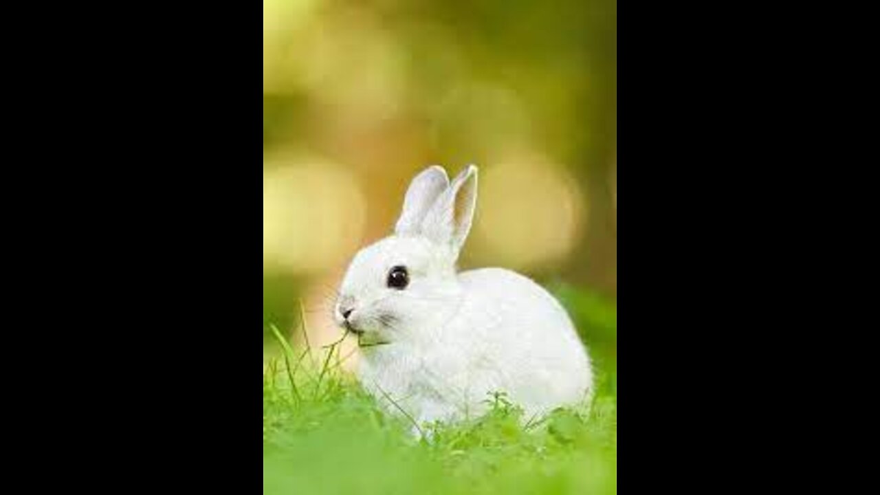 Cute animals The cutest animals ever The rabbit is a fantasy 😍