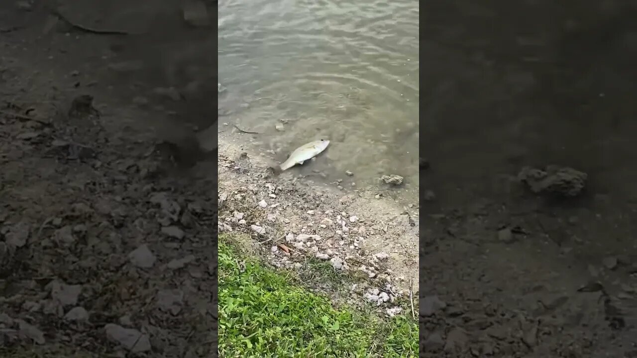 This bass was confused…