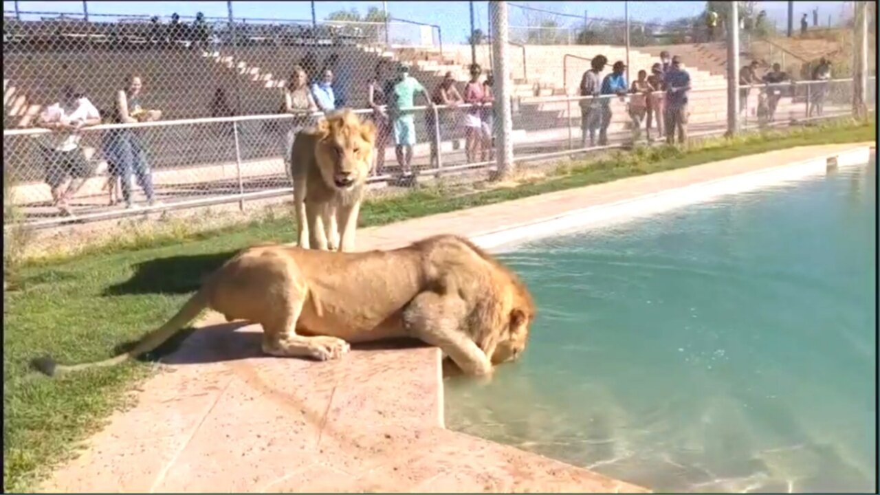 Wow Amazing....Big Lion Playing with Football