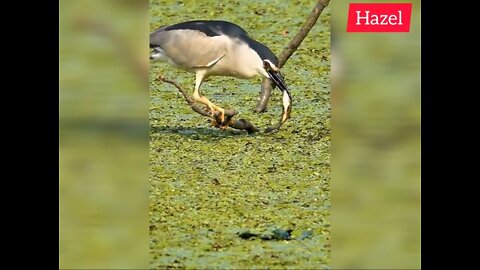 this is how birds catch fish