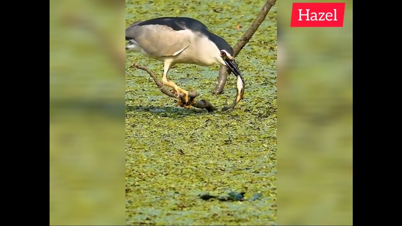 this is how birds catch fish