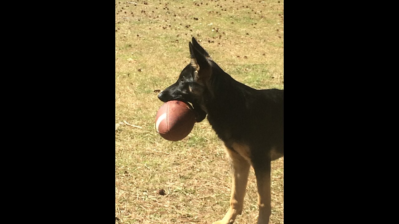 Footballs & frisbees