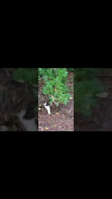 Mean Cat Playing With A Mouse