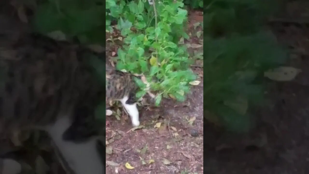 Mean Cat Playing With A Mouse