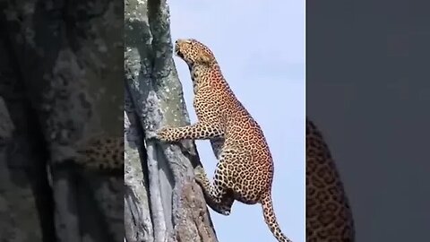 Skilled Climber