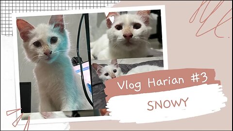 Snowy anak kesayangan oyen😽