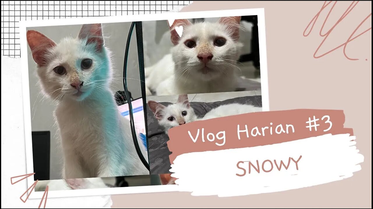 Snowy anak kesayangan oyen😽