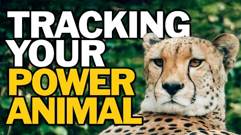 Tracking Your Power Animal