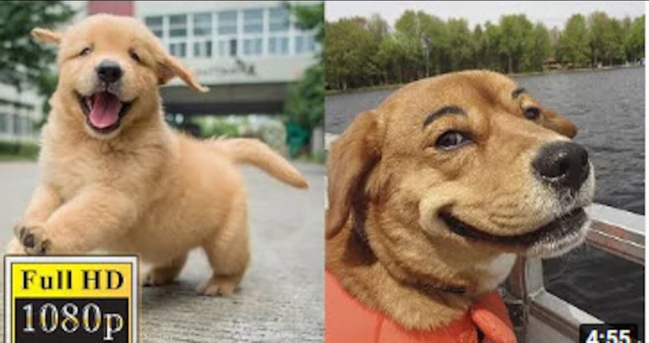 🐶🐶Funny dogs videos🐶🐶 of all time that make you laugh out loud 😂😂😂