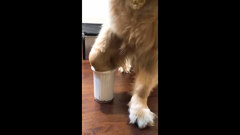 dog training