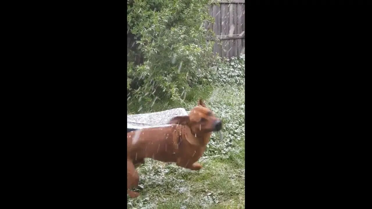 Australian Spring Snow With African Dog; Rare!